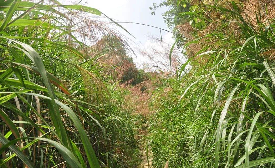 农村随处可见的植物芒草,它的用途有好多,你知道多少?