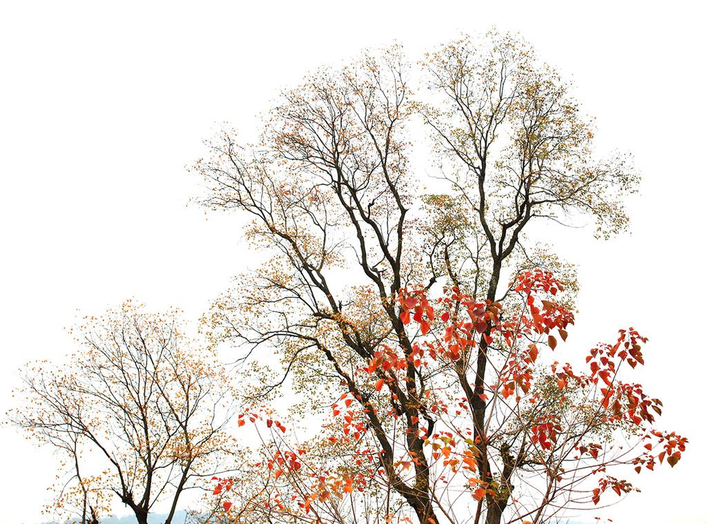 乌桕树多少钱一棵(乌桕树直径50cm价值多少钱)