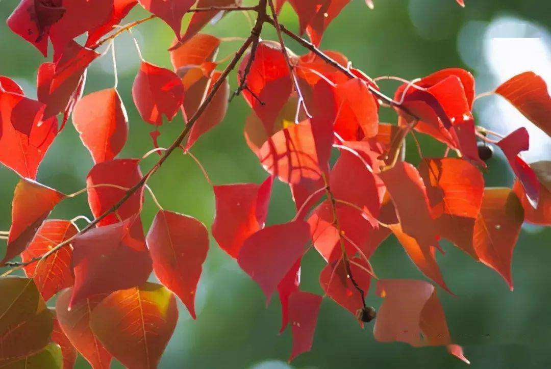 乌桕树(乌桕树上开梅朵阅读答案) - 123植物网