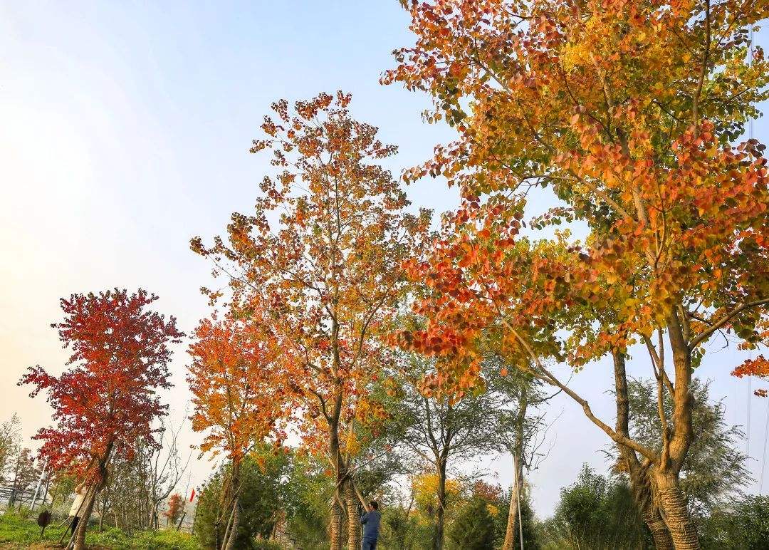 乌桕的园林用途 乌桕适合栽什么地方