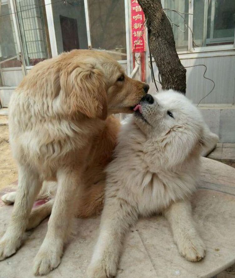 萨摩耶爸爸首当爹金毛妈刚生下孩子萨摩耶爸爸竟兴奋得跳舞