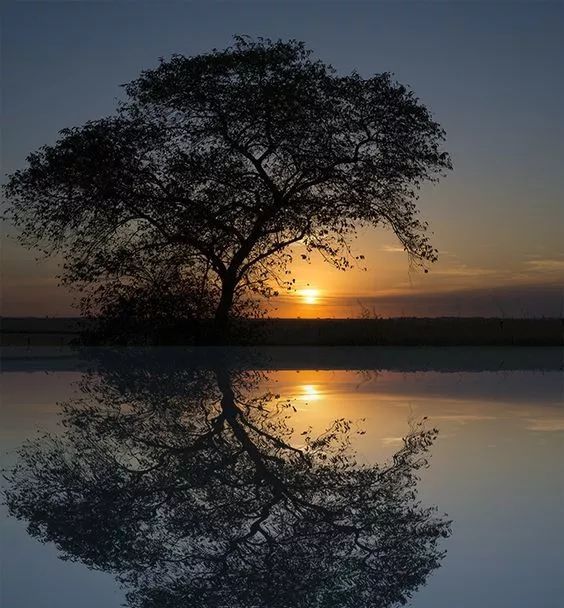 鸟儿|倒影|仙境_新浪新闻