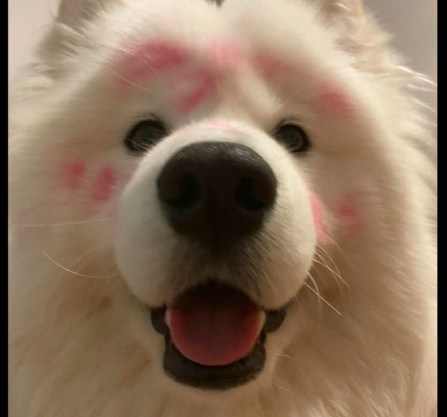 萨摩耶被小姐妹们围起来亲它一脸都是口红印子被亲晕了呀