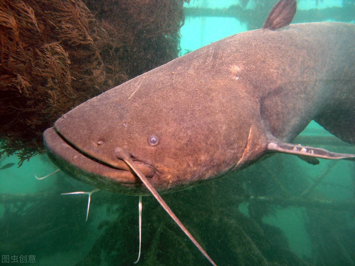 钓鲇鱼用什么饵料比较好