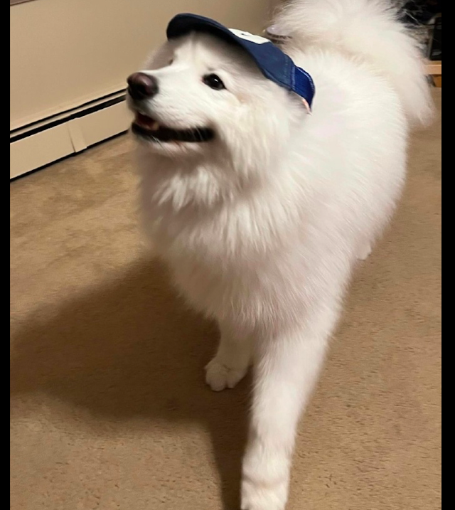 主人给萨摩耶戴上了帽子后,看起来不太那么灵光呢,好像刘能呀!休闲区蓝鸢梦想 - Www.slyday.coM 主人给萨摩耶戴上了帽子后,看起来不太那么灵光呢,好像刘能呀!休闲区蓝鸢梦想 - Www.slyday.coM