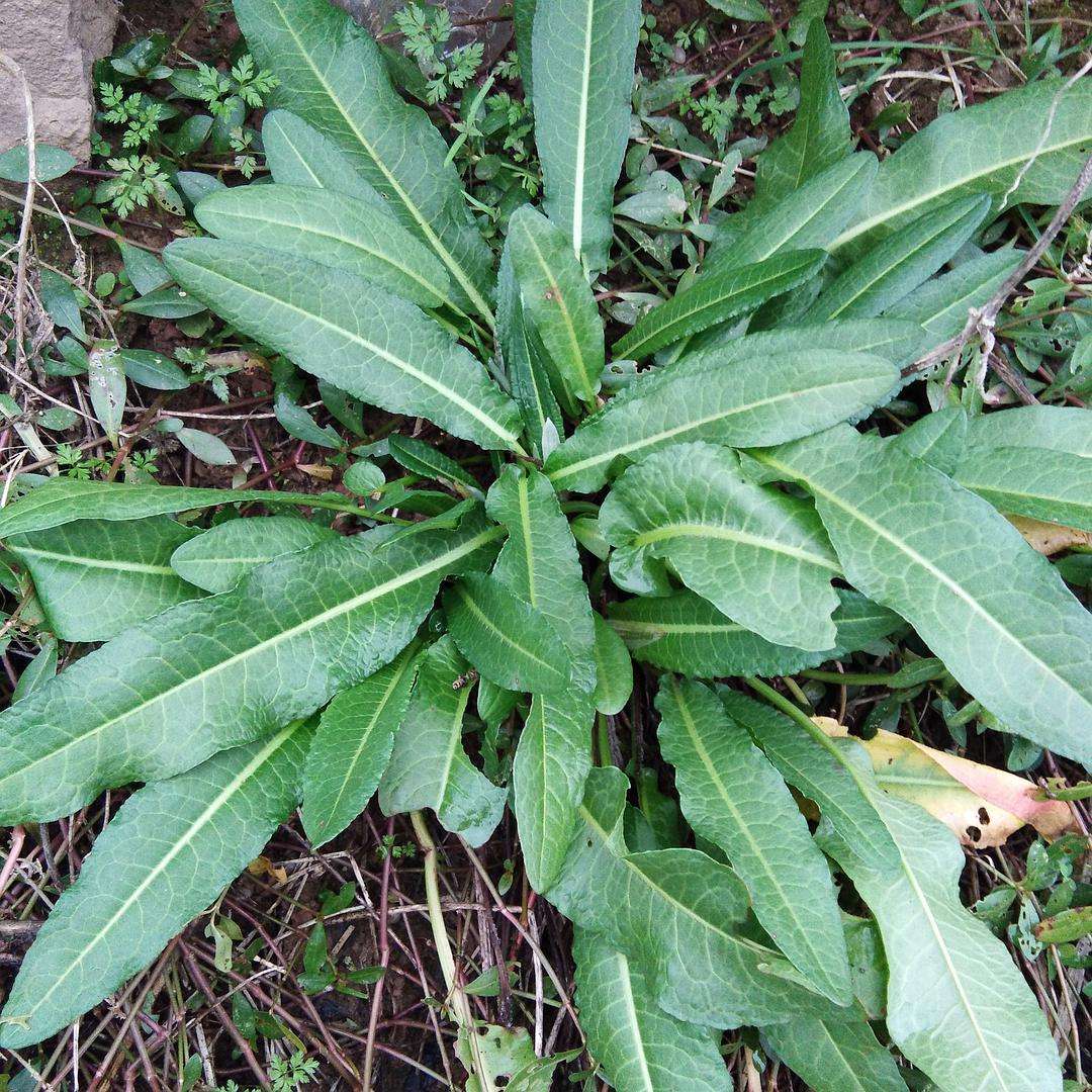 农村常见的通便草你家或许有你知道它的强大作用吗