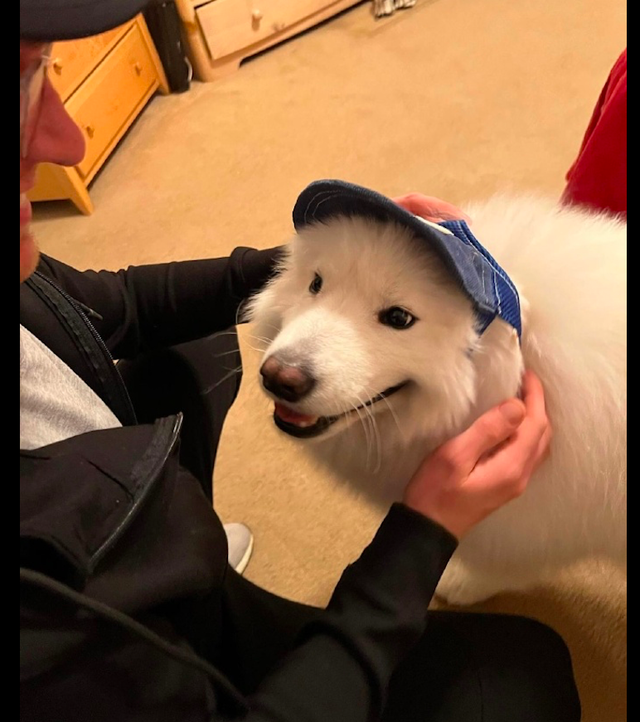 主人给萨摩耶戴上了帽子后,看起来不太那么灵光呢,好像刘能呀!休闲区蓝鸢梦想 - Www.slyday.coM 主人给萨摩耶戴上了帽子后,看起来不太那么灵光呢,好像刘能呀!休闲区蓝鸢梦想 - Www.slyday.coM