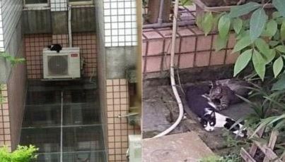 流浪猫顶着台风去报恩,女子看着猫咪回馈的礼物,竟感动落泪休闲区蓝鸢梦想 - Www.slyday.coM 流浪猫顶着台风去报恩,女子看着猫咪回馈的礼物,竟感动落泪休闲区蓝鸢梦想 - Www.slyday.coM