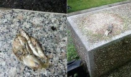 流浪猫顶着台风去报恩,女子看着猫咪回馈的礼物,竟感动落泪休闲区蓝鸢梦想 - Www.slyday.coM 流浪猫顶着台风去报恩,女子看着猫咪回馈的礼物,竟感动落泪休闲区蓝鸢梦想 - Www.slyday.coM