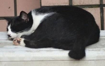 流浪猫顶着台风去报恩,女子看着猫咪回馈的礼物,竟感动落泪休闲区蓝鸢梦想 - Www.slyday.coM 流浪猫顶着台风去报恩,女子看着猫咪回馈的礼物,竟感动落泪休闲区蓝鸢梦想 - Www.slyday.coM