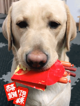 网友们,今年你们家的狗狗红包都是得些什么东西?是现金,还是食物?