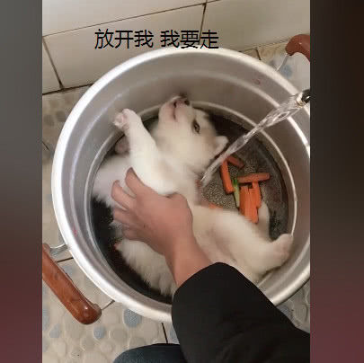 哈士奇|狗肉|嗷嗷叫_新浪新闻