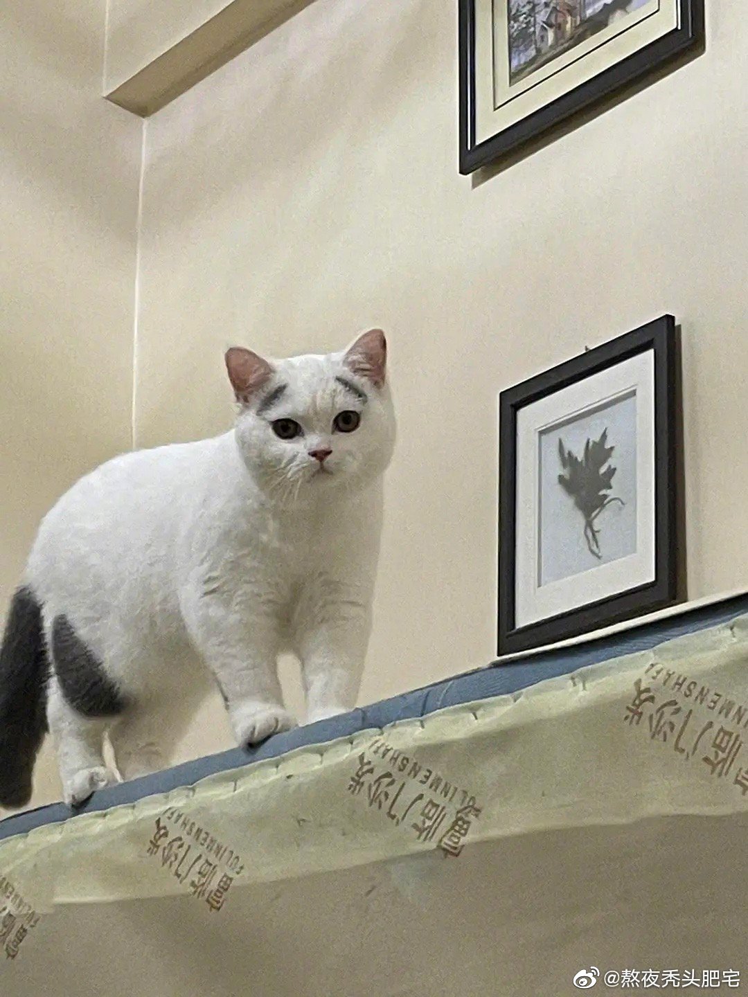 这个八字眉猫猫也太可爱了|猫_新浪新闻