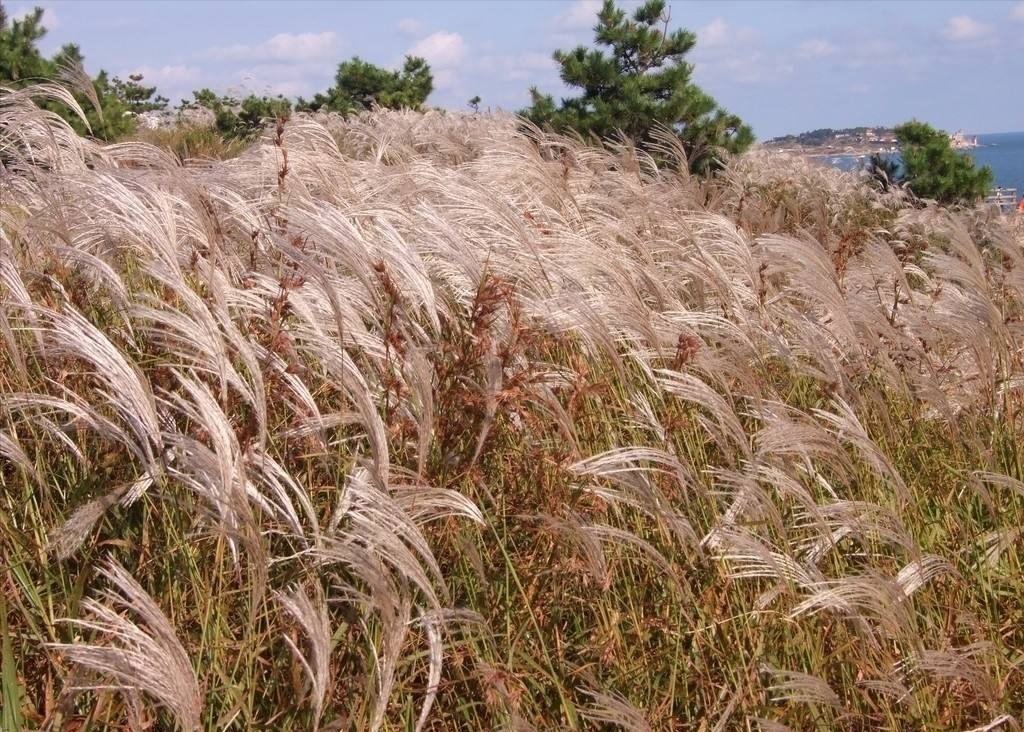 农村满山的芒草,有这么多用途,一吨芒草发电量相当于3桶原油