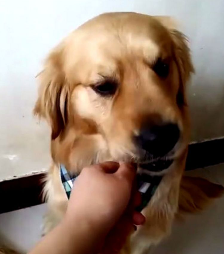 铲屎官拿肉块喂金毛结果手指被它咬到狗子随后的反应好暖心