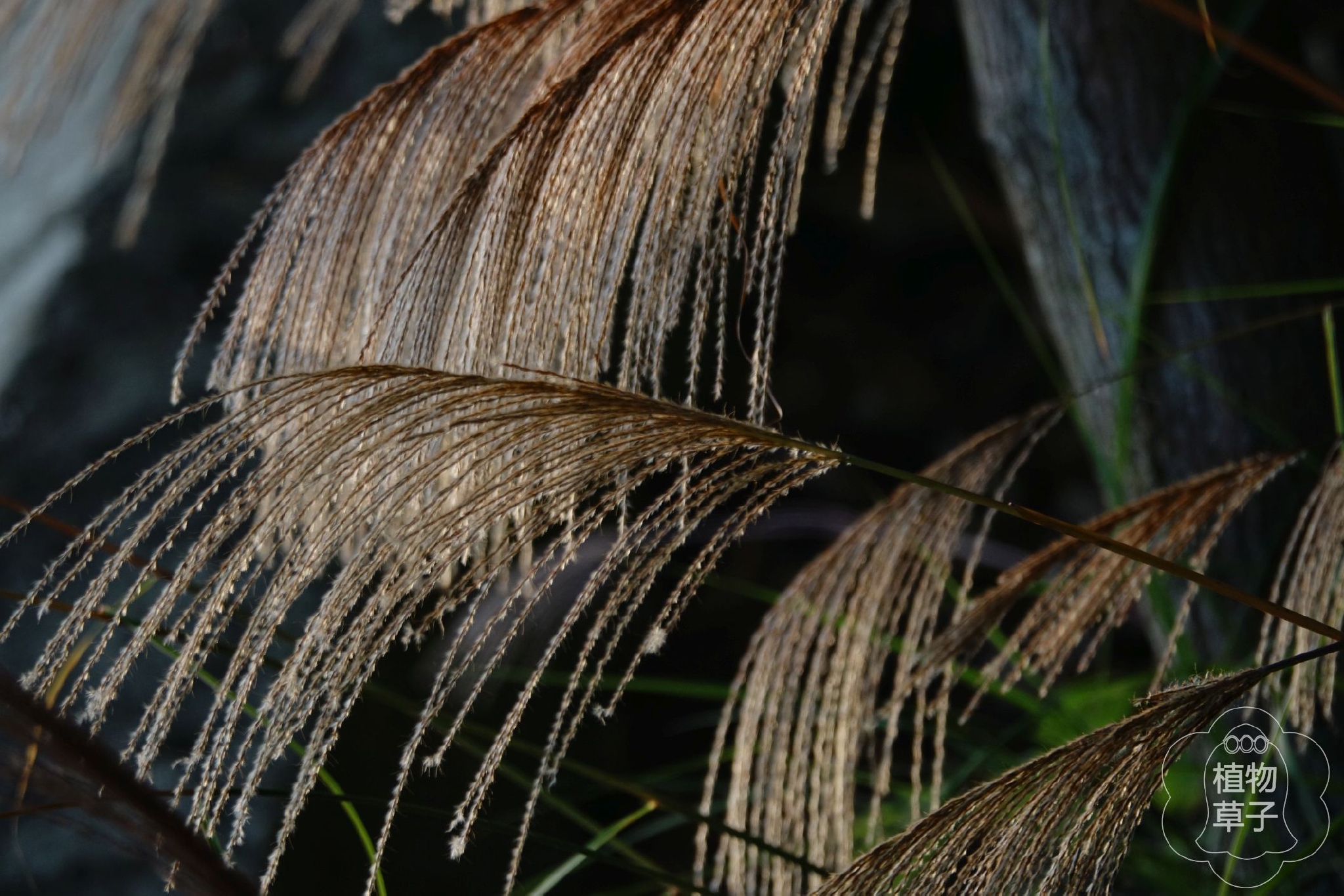 农村满山的芒草有这么多用途一吨芒草发电量相当于3桶原油