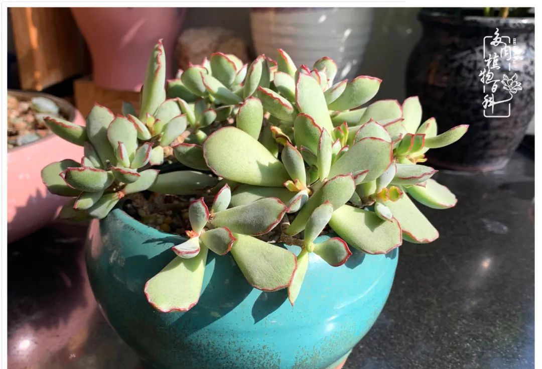 萌萌的多肉我的小惬意