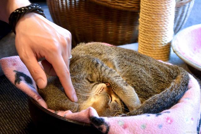 当主人身上有这气味时,猫咪闻了会有反应休闲区蓝鸢梦想 - Www.slyday.coM 当主人身上有这气味时,猫咪闻了会有反应休闲区蓝鸢梦想 - Www.slyday.coM