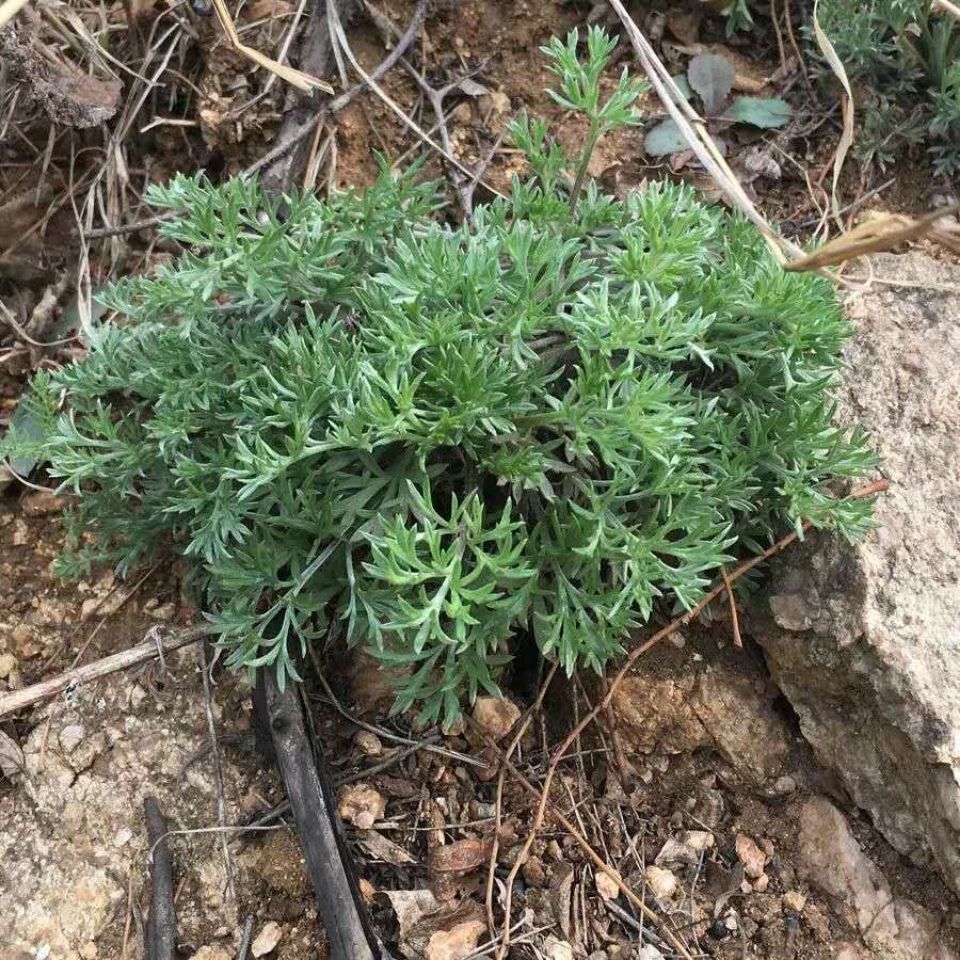 今天给大家介绍的植物茵陈别名白蒿,你认识了吗?