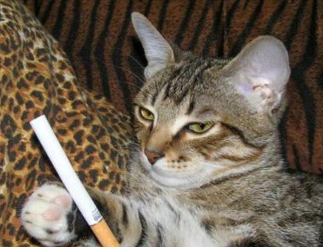 当主人身上有这气味时,猫咪闻了会有反应休闲区蓝鸢梦想 - Www.slyday.coM 当主人身上有这气味时,猫咪闻了会有反应休闲区蓝鸢梦想 - Www.slyday.coM