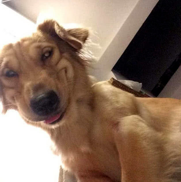 金毛满脸笑容等拍照,看到照片气坏了,汪:铲屎官你是故意的|金毛|照片