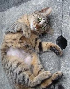 流浪猫被救助，为了报恩给主人送礼物，主人却当着它的面扔掉休闲区蓝鸢梦想 - Www.slyday.coM