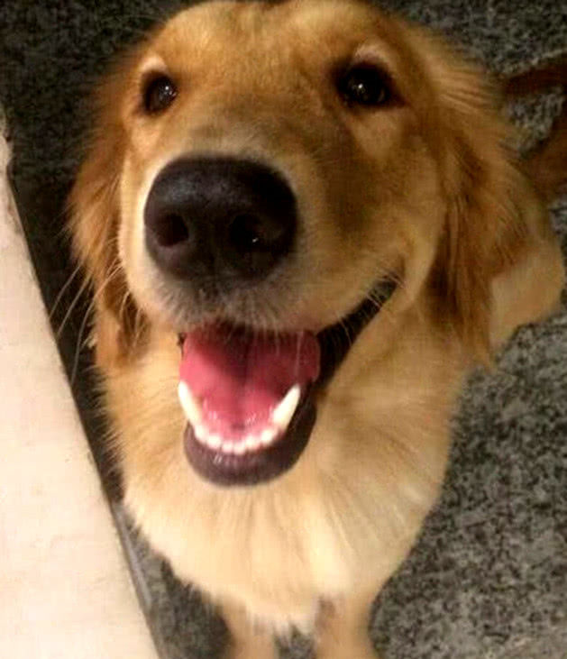 金毛满脸笑容等拍照,看到照片气坏了,汪:铲屎官你是故意的|金毛|照片