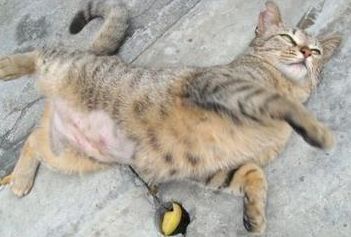 流浪猫被救助，为了报恩给主人送礼物，主人却当着它的面扔掉休闲区蓝鸢梦想 - Www.slyday.coM