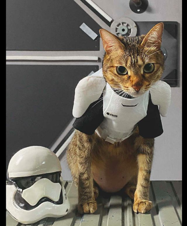 网友买了件铠甲给猫咪穿上看起来科技感十足也太酷炫了吧