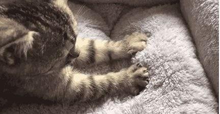 当主人身上有这气味时,猫咪闻了会有反应休闲区蓝鸢梦想 - Www.slyday.coM 当主人身上有这气味时,猫咪闻了会有反应休闲区蓝鸢梦想 - Www.slyday.coM