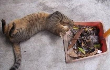 流浪猫被救助，为了报恩给主人送礼物，主人却当着它的面扔掉休闲区蓝鸢梦想 - Www.slyday.coM