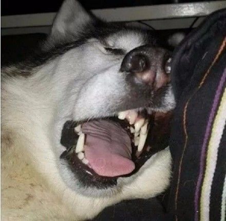 哈士奇被称呼二哈的理由看它们婀娜多姿的睡姿十分有趣的狗狗