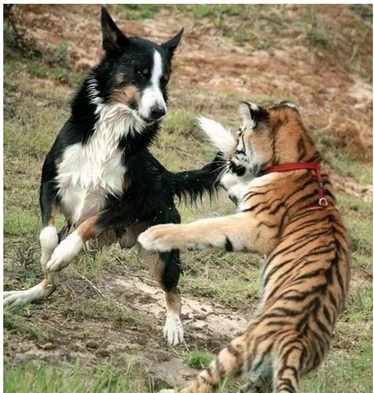 牧羊犬从小看护老虎老虎长大了还对狗言听计从网友太牛了