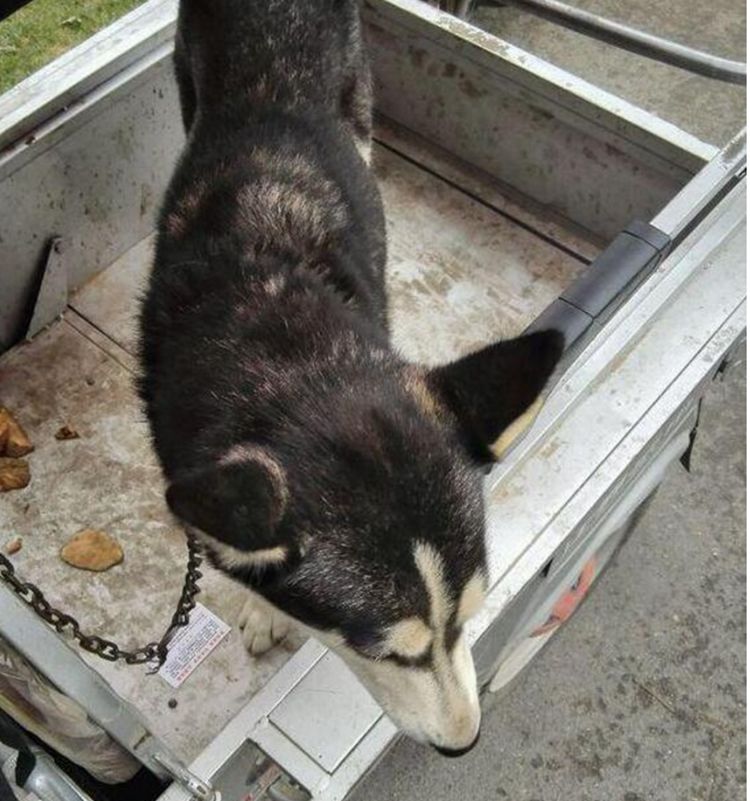 男子在屠宰场看到了一只将要被杀的哈士奇,男子于心不忍出钱将它买下