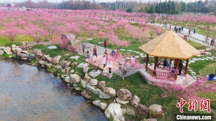 问花村千亩梅花园花成海. 都江堰市委宣传部供图