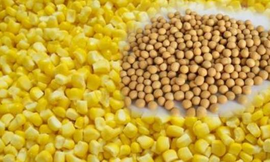 我省示范推广大豆玉米带状复合种植技术