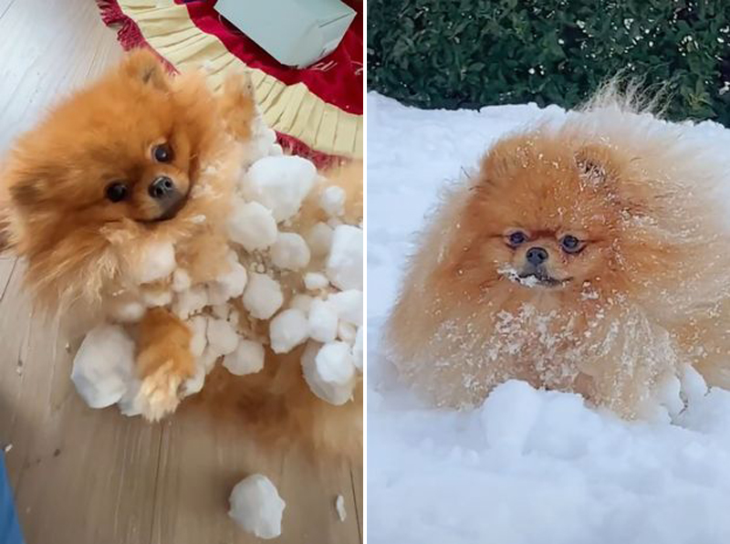 博美犬跳雪地里玩后浑身结满雪球在网上走红