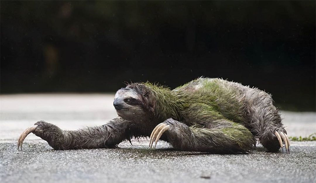 有超过50的树懒在拉粑粑的路上意外身亡