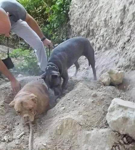 小伙说把去世狗狗给埋了,朋友觉得不对劲,挖开后让人心碎!休闲区蓝鸢梦想 - Www.slyday.coM 小伙说把去世狗狗给埋了,朋友觉得不对劲,挖开后让人心碎!休闲区蓝鸢梦想 - Www.slyday.coM