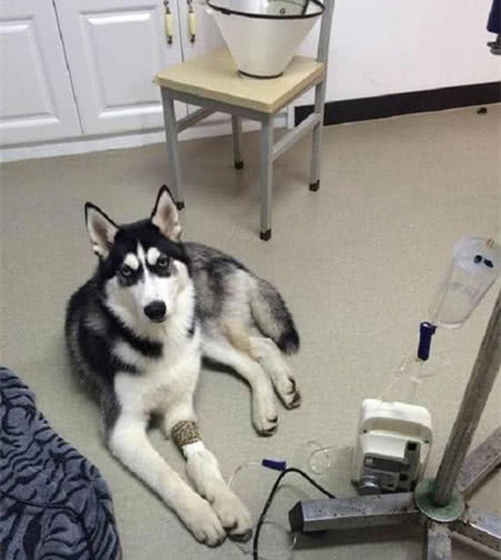 二哈绝育后出门遛弯,偶遇给它做手术的医生,狗子反应把主人吓坏休闲区蓝鸢梦想 - Www.slyday.coM 二哈绝育后出门遛弯,偶遇给它做手术的医生,狗子反应把主人吓坏休闲区蓝鸢梦想 - Www.slyday.coM