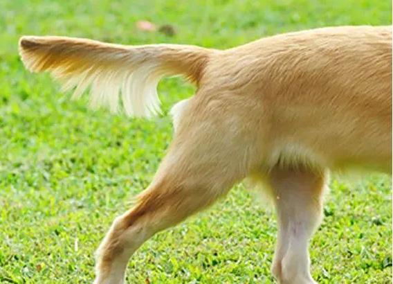 狗狗的尾巴出卖了它的情绪不知道的就白养狗了