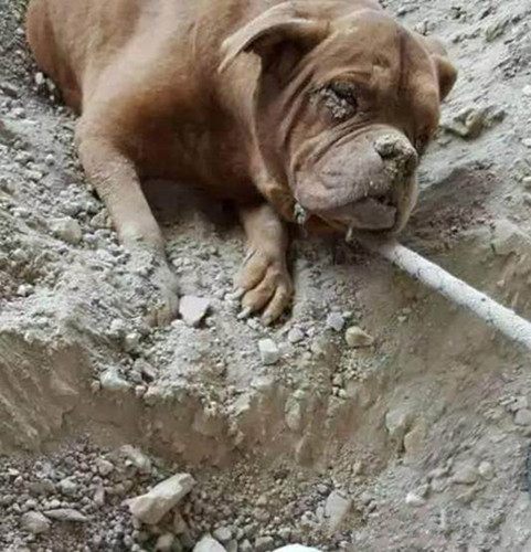 小伙说把去世狗狗给埋了,朋友觉得不对劲,挖开后让人心碎!休闲区蓝鸢梦想 - Www.slyday.coM 小伙说把去世狗狗给埋了,朋友觉得不对劲,挖开后让人心碎!休闲区蓝鸢梦想 - Www.slyday.coM