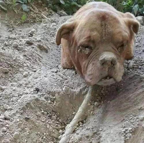 小伙说把去世狗狗给埋了,朋友觉得不对劲,挖开后让人心碎!休闲区蓝鸢梦想 - Www.slyday.coM 小伙说把去世狗狗给埋了,朋友觉得不对劲,挖开后让人心碎!休闲区蓝鸢梦想 - Www.slyday.coM