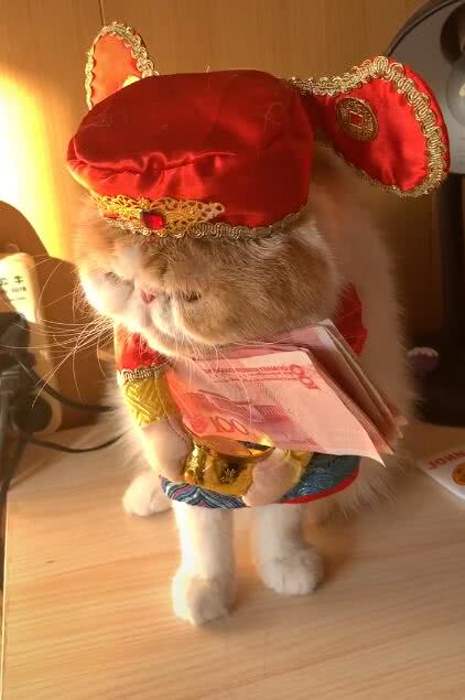 猫咪抱着百元钞票对着主人做恭喜发财网友直呼赚翻了