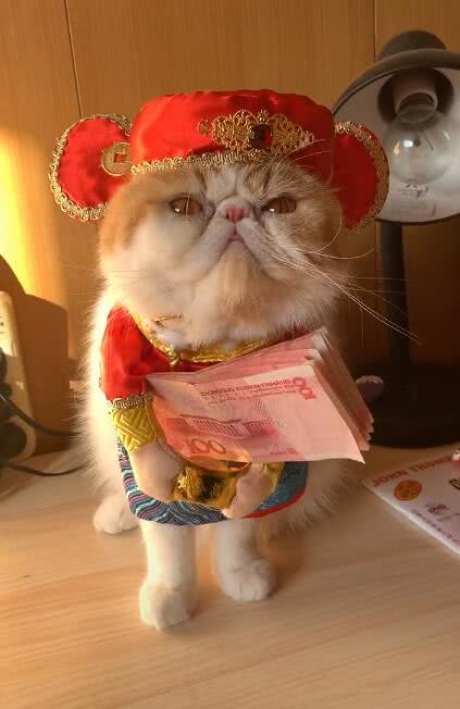 猫咪抱着百元钞票对着主人做恭喜发财网友直呼赚翻了