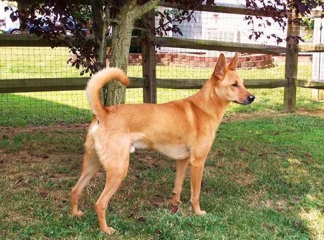 狗狗的尾巴出卖了它的情绪不知道的就白养狗了