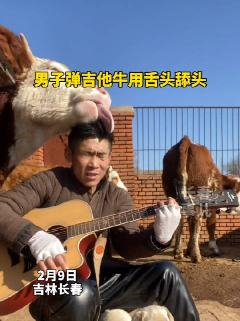 近日长春男子坐地上弹吉他一头牛用舌头舔他脑袋