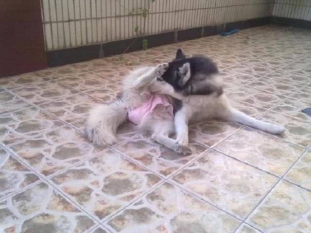 二哈绝育后出门遛弯,偶遇给它做手术的医生,狗子反应把主人吓坏休闲区蓝鸢梦想 - Www.slyday.coM 二哈绝育后出门遛弯,偶遇给它做手术的医生,狗子反应把主人吓坏休闲区蓝鸢梦想 - Www.slyday.coM