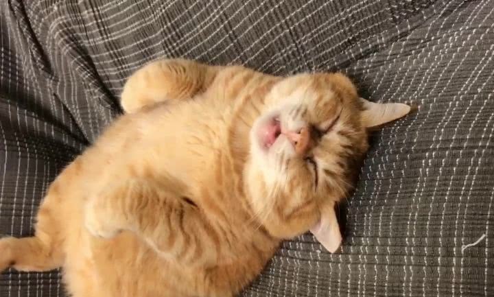 橘猫睡觉被捏醒一脸无辜的睁眼看起来就快哭了