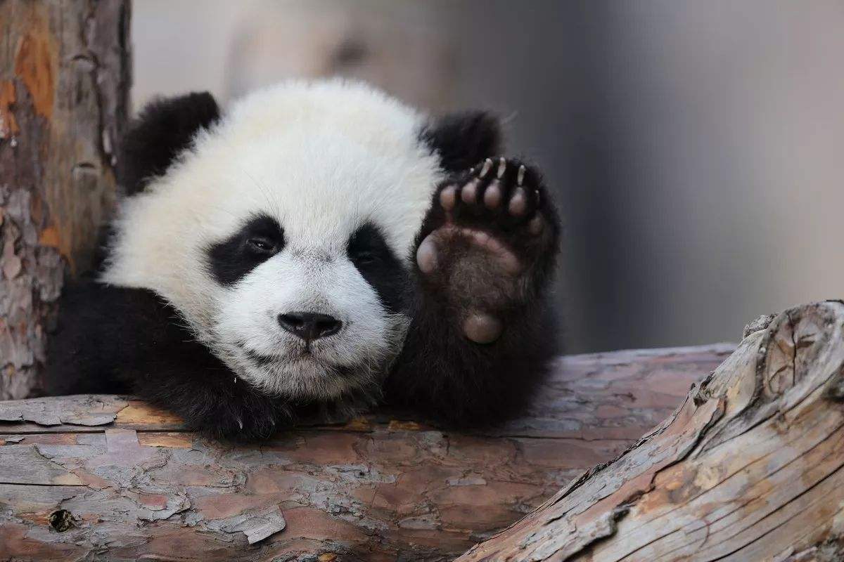 冰墩墩走红网络带火陕西大熊猫西安秦岭四宝园参观成热门